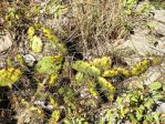 Opuntia abjecta, in habitat