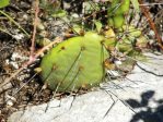 Opuntia abjecta, in habitat