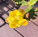 Opuntia abjecta flower, Mike Harkins