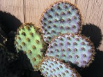 Opuntia aciculata, unusual color caused by cold