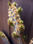 Opuntia aciculata, flower buds