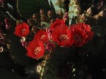 Opuntia aciculata, "Flexospina", Desert Botanical Garden