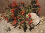 Opuntia aciculata, garden plant, Albuquerque