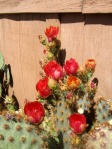 Opuntia aciculata, garden plant, Albuquerque