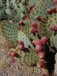 Opuntia aciculata, garden plant, Wickenburg, AZ