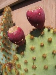 Opuntia aciculata, fruit