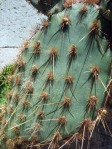 Opuntia aciculata, "Flexospina", Desert Botanical Garden