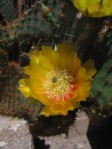 Opuntia aciculata, "Flexospina", Desert Botanical Garden