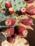 Opuntia aciculata, "Flexospina", Desert Botanical Garden