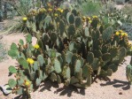 Opuntia aciculata, "Flexospina", Desert Botanical Garden