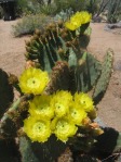 Opuntia aciculata, "Flexospina", Desert Botanical Garden