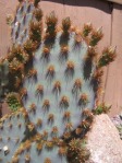 Opuntia aciculata, garden plant, Albuquerque