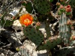 Opuntia aciculata, near Laredo, TX, Hayes Jackson