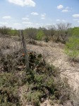 Opuntia aciculata, near Laredo, TX, Hayes Jackson