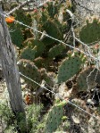 Opuntia aciculata, near Laredo, TX, Hayes Jackson