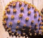 Opuntia aciculata, garden plant, Albuquerque