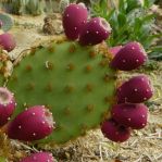 Opuntia aciculata, John Weiser