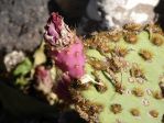 Opuntia aciculata, ripening fruit, Nancy Hussey