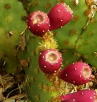 Opuntia aciculata, fruit, John Weiser