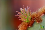 Opuntia aciculata, new cladode, Nacho