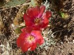 Opuntia aciculata flower, garden plant, Nancy Hussey