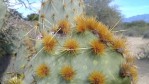 Opuntia aciculata, Vilagran, Tamaulipas, Lex Garcia