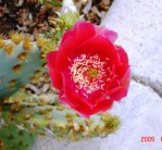 Opuntia aciculata, garden plant, Wickenburg, AZ