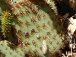 Opuntia aciculata, spiny form, Nancy Hussey