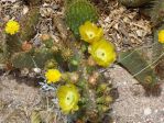 Opuntia aciculata, yellow-flowered form, Nancy Hussey