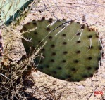 Opuntia unknown, No. 1, near Las Cruces, NM