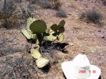 Opuntia unknown, No. 1, near Las Cruces, NM