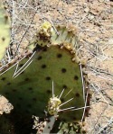 Opuntia unknown, No. 1, near Las Cruces, NM