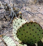 Opuntia unknown, No. 1, near Las Cruces, NM