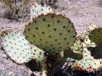 Opuntia unknown, No. 1, near Las Cruces, NM