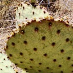 Opuntia unknown, No. 1, near Las Cruces, NM