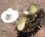 Opuntia unknown, No. 1