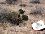 Opuntia unknown, No. 1, near El Paso, Hayes Jackson