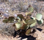 Opuntia unknown, No. 1, near El Paso, Hayes Jackson