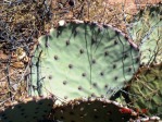 Opuntia unknown, No. 1