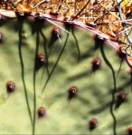 Opuntia unknown, No. 1