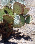 Opuntia unknown, No. 1