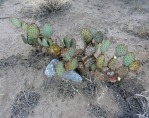 Opuntia unknown, No. 1, near El Paso, Hayes Jackson