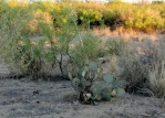 Opuntia unknown, No. 1, near El Paso, Hayes Jackson