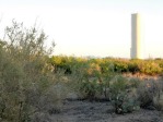 Opuntia unknown, No. 1, near El Paso, Hayes Jackson