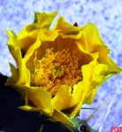 Opuntia alta, garden plant