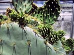 Opuntia alta, garden plant, Albuquerque, NM