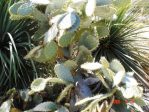 Opuntia alta, garden plant, Albuquerque, NM