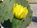 Opuntia alta, garden plant