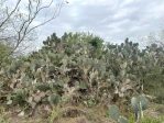 Opuntia alta, Dee Agave