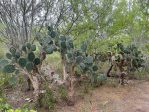 Opuntia alta, Resca de la Palma State Park, TX, Dee Agave